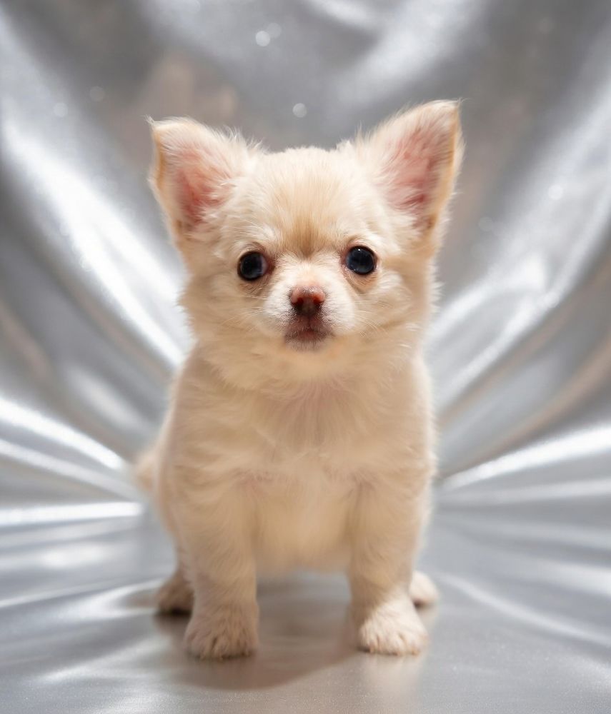 Superbes Chiots chihuahua poils longs et poils courts 1000 89160 Ancy-le-franc