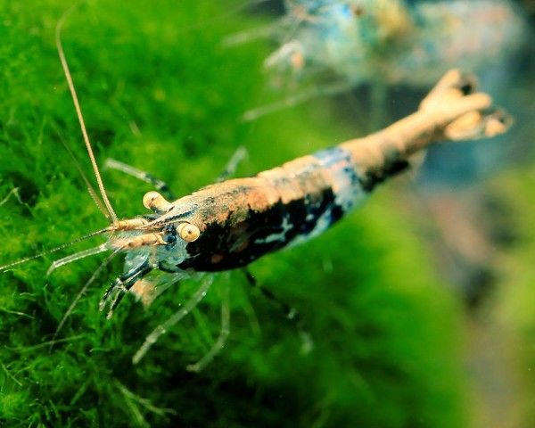 Crevette Or 3 44120 Vertou