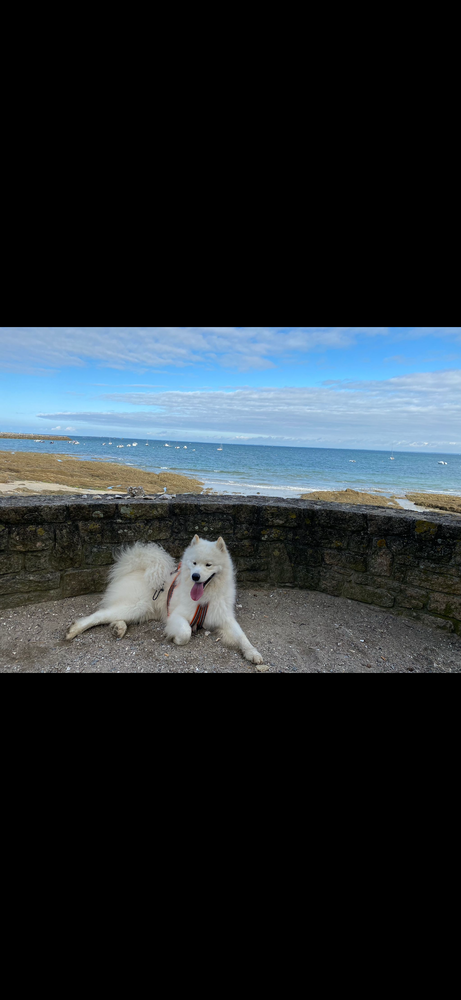 Saillie Samoy&egrave;de LOF 500 53470 Commer