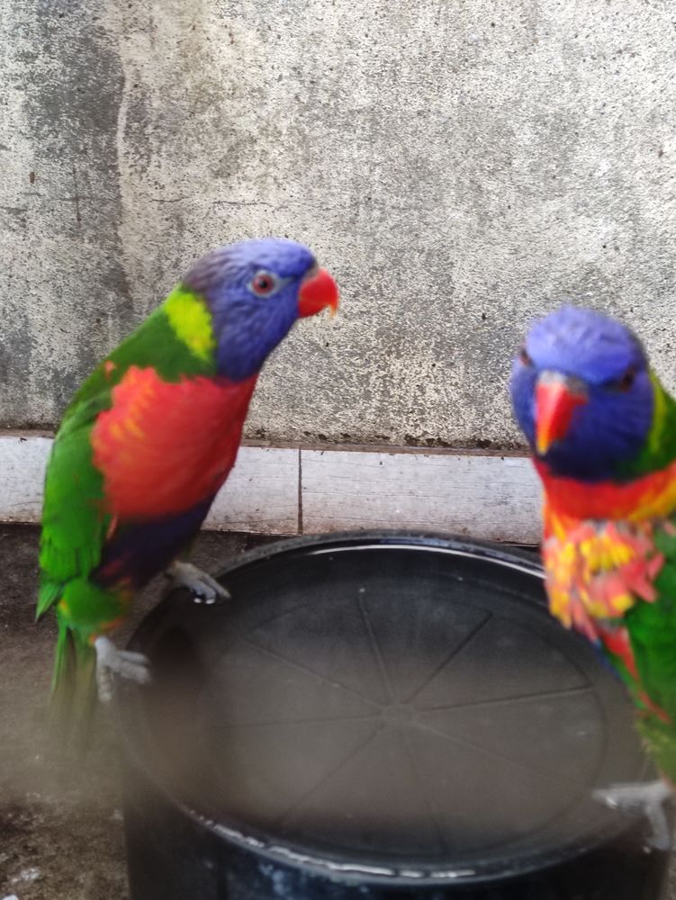 loriquet de swainson 200 85440 Grosbreuil