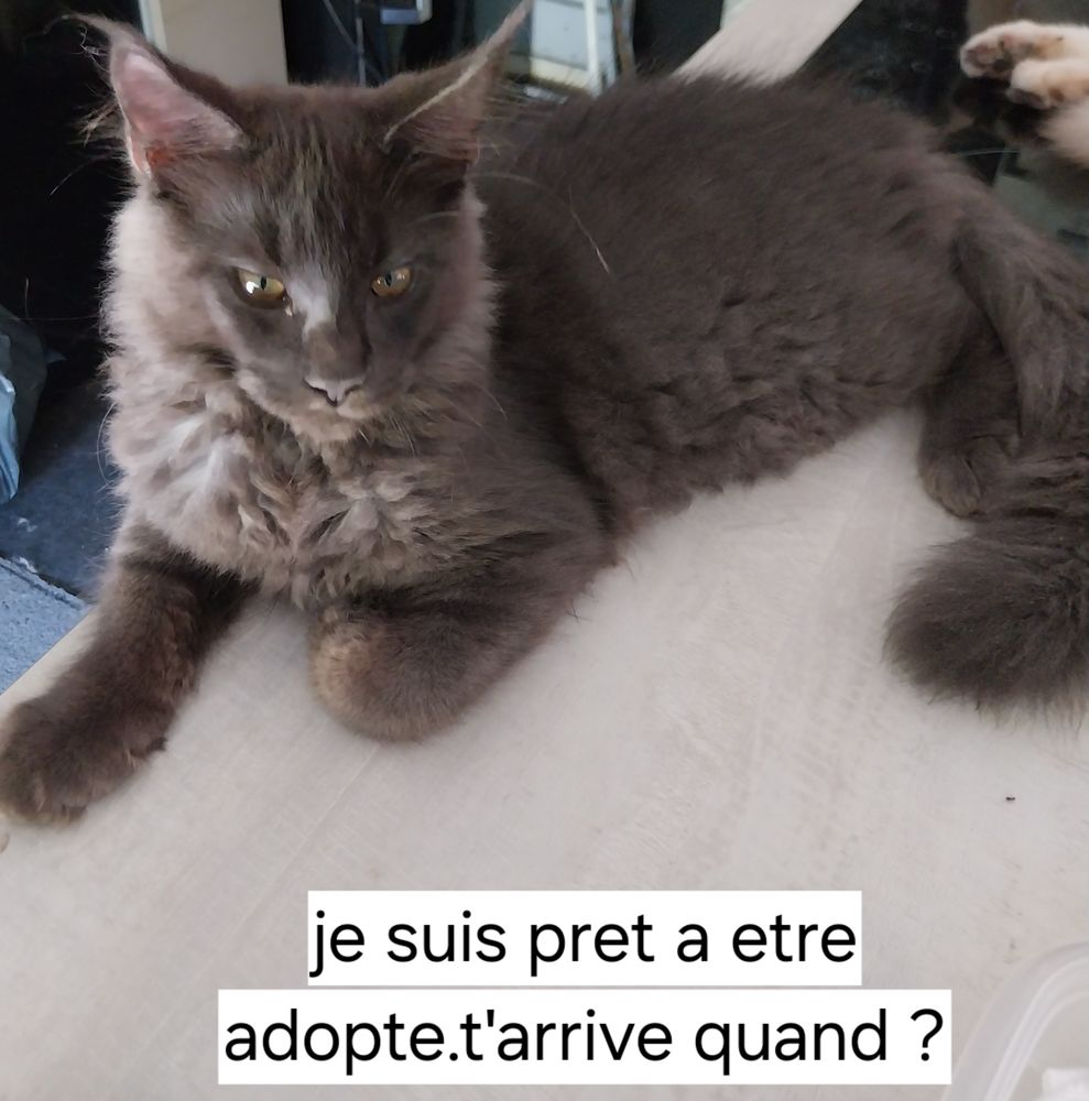 Adorable chaton  pure race Maine coon 950 31570 Sainte-foy-d'aigrefeuille