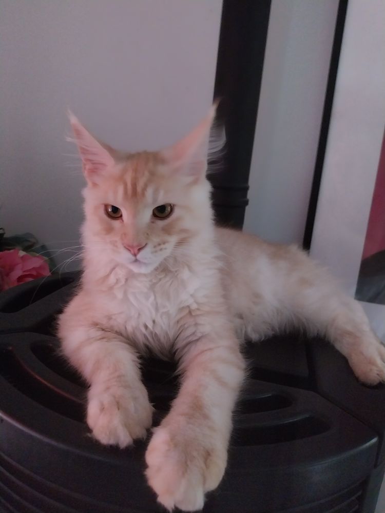 Chaton pure race Maine coon 950 31570 Sainte-foy-d'aigrefeuille