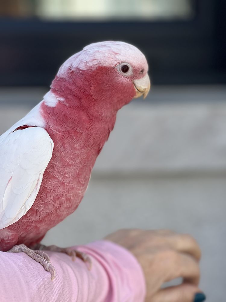 Perroquet cacato&egrave;s rosalbin lutino EAM 1 an femelle 1600 66200 Al�nya