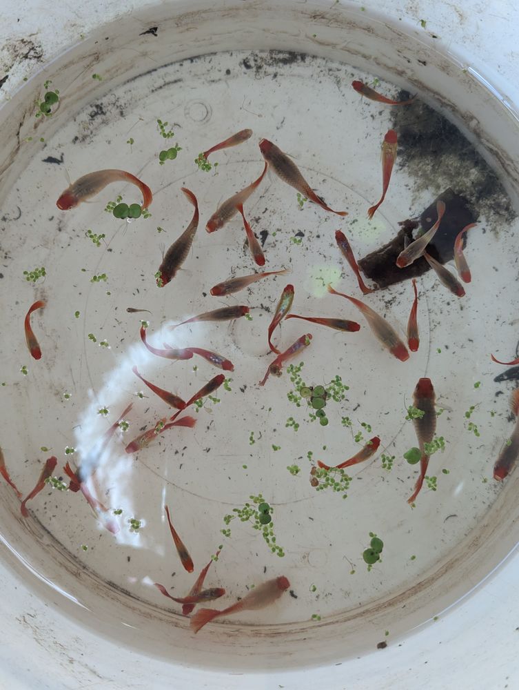 Lot Guppy. 15 66000 Perpignan