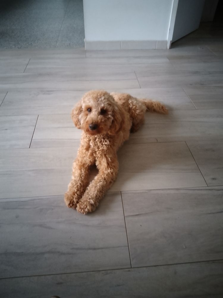 Recherche femelle caniche pour saillie 0 44600 Saint-nazaire