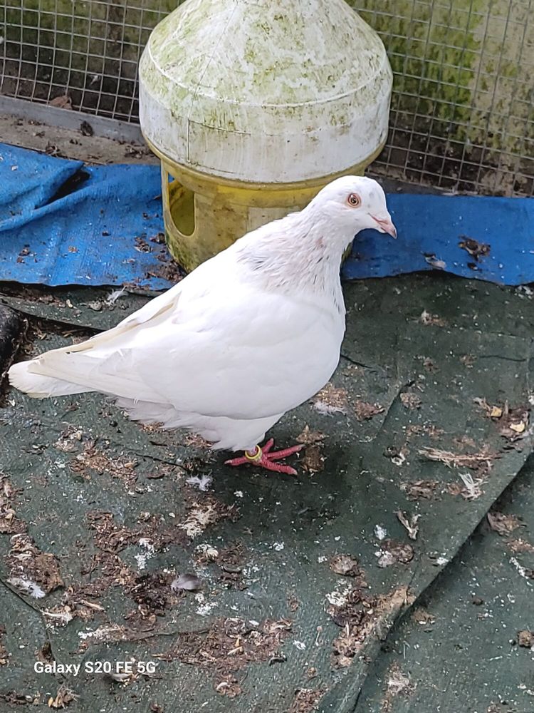 Pigeon texan male 0 64122 Urrugne