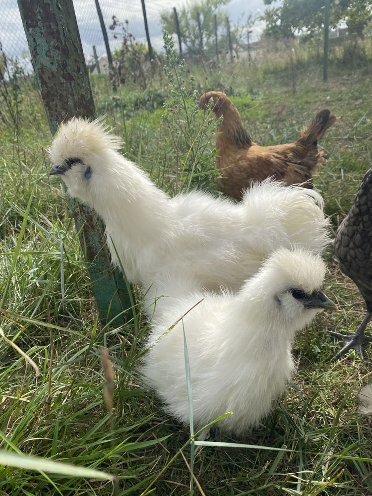 Coq soie 15 41140 Saint-romain-sur-cher