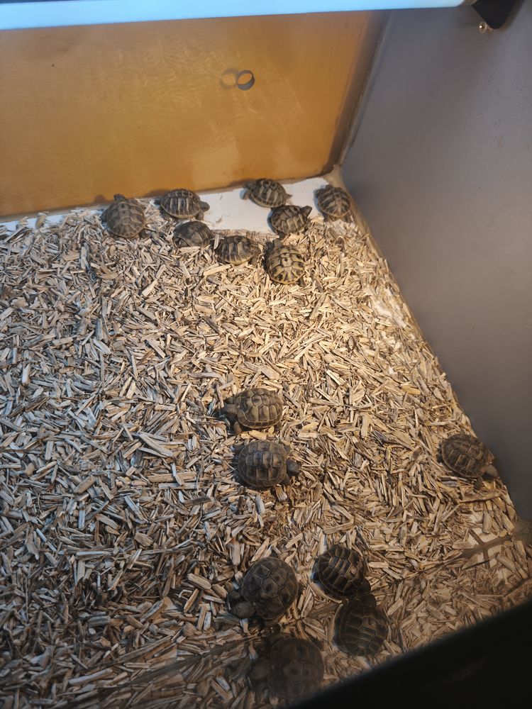 Tortues 40 66570 Saint-nazaire