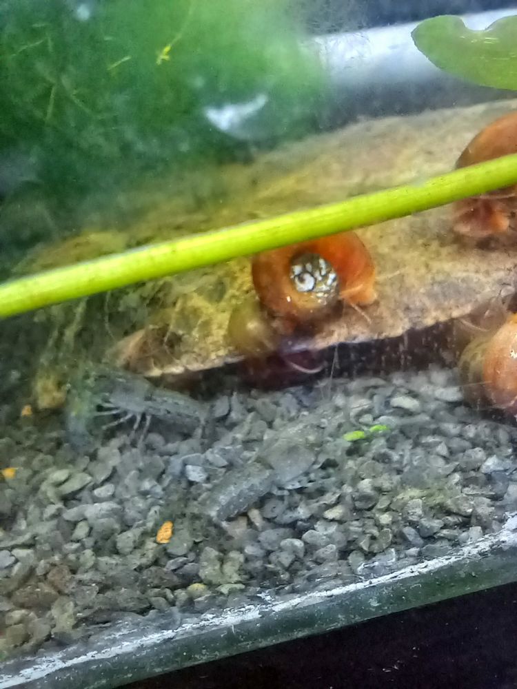 &Eacute;crevisses naines cambarellus diminutus 4 62232 Annezin