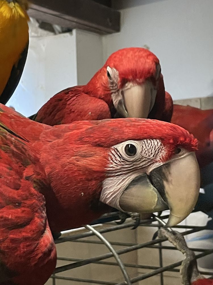 perroquet  ara chloroptere 2000 81150 Florentin