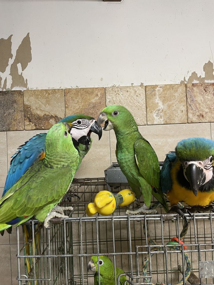 Perroquet amazone 1000 81150 Florentin