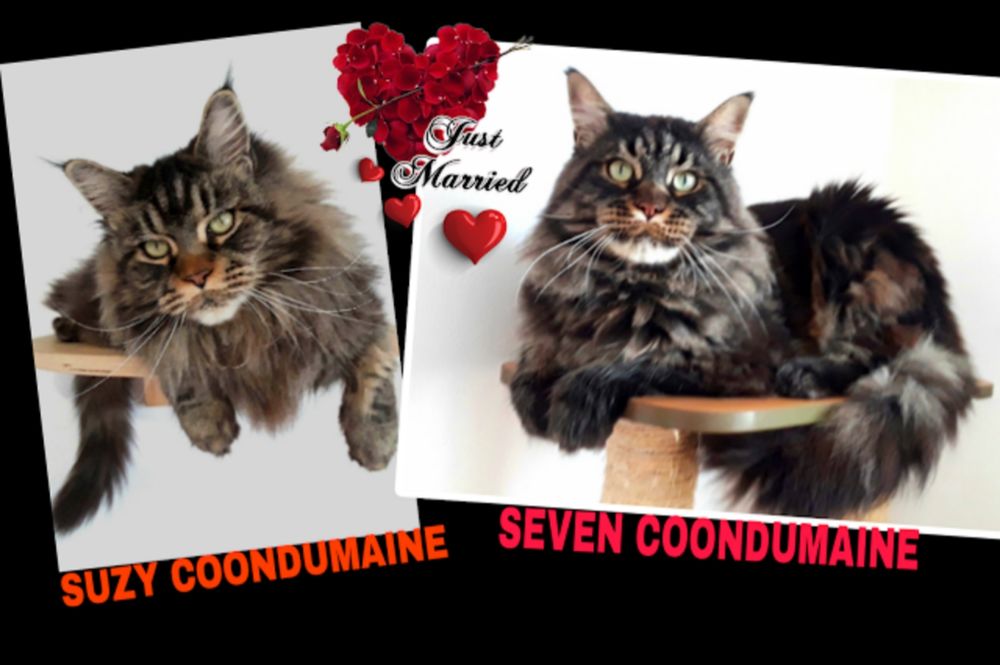 CHATONS MAINE COON CHATTERIE COONDUMAINE BARONVILLE 57340 1500 57340 Baronville