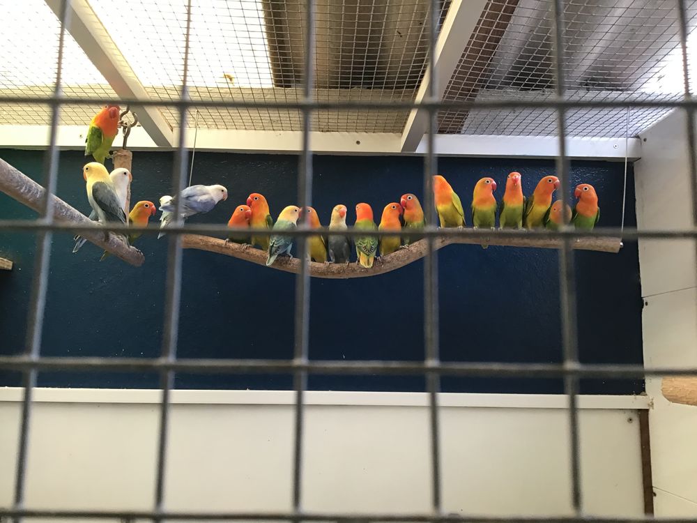 Ins&eacute;parables fischers mutations. 40 29400 Loc-eguiner