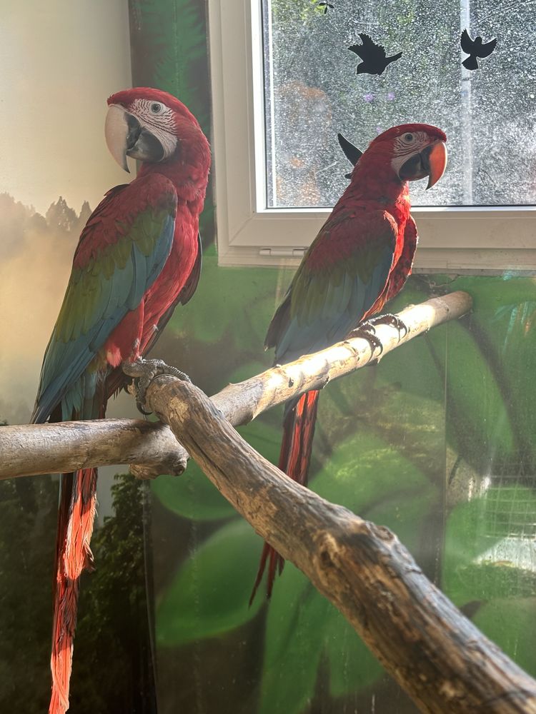 Aras Chloropter 1700 68000 Colmar