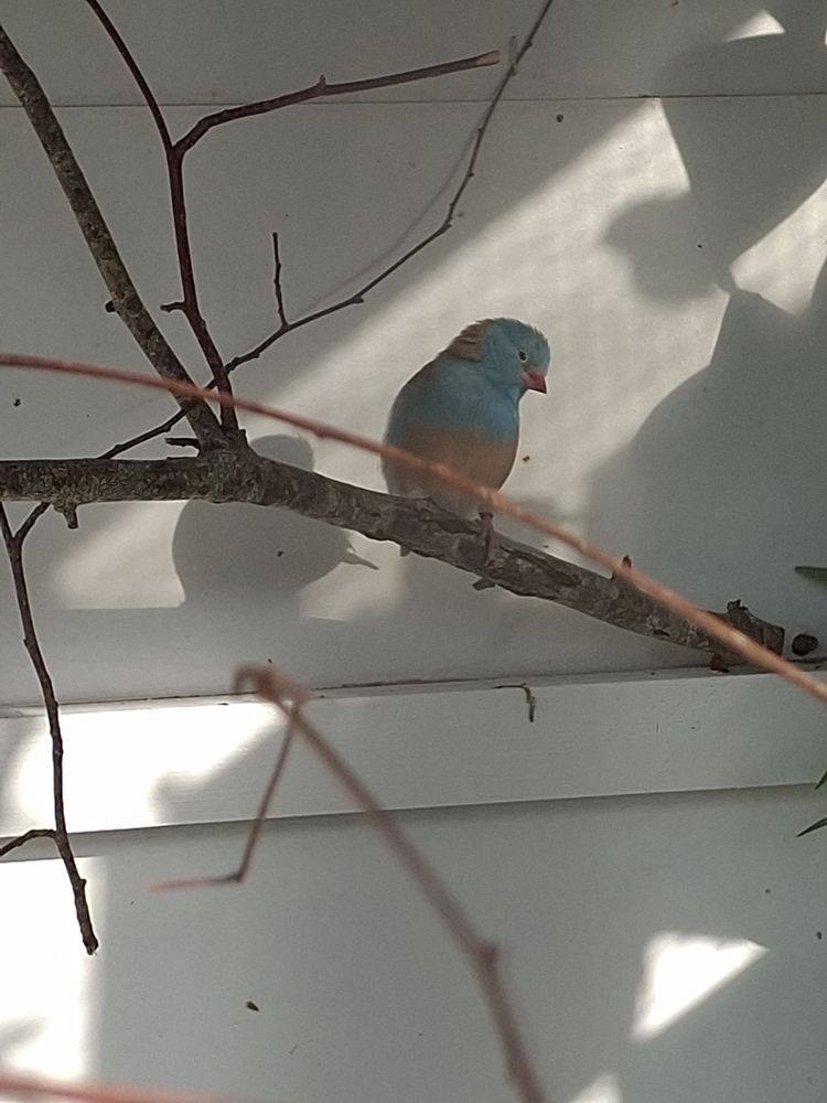 Cape bleue 0 64510 Assat