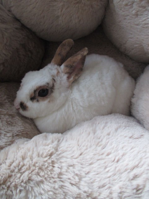 jeune lapine Extra Naine , poils REX, st&eacute;rilis&eacute;e 75 18200 Saint-amand-montrond