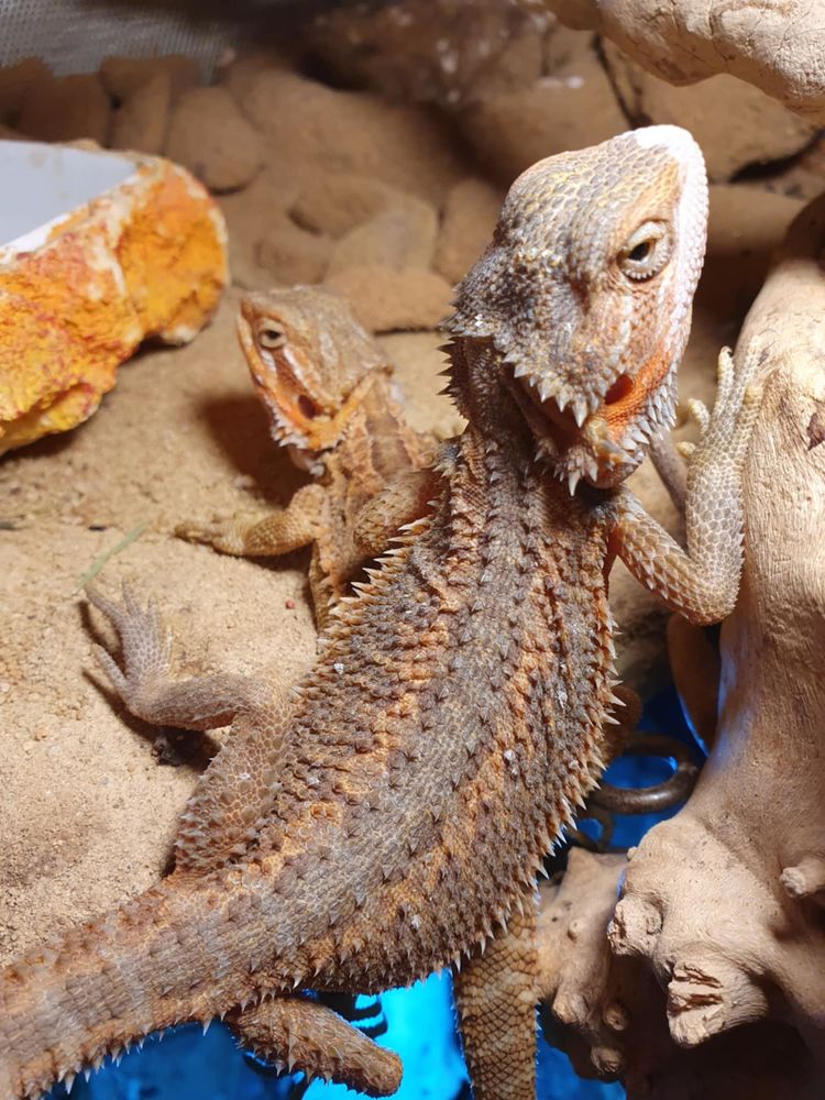 pogona 60 89000 Auxerre