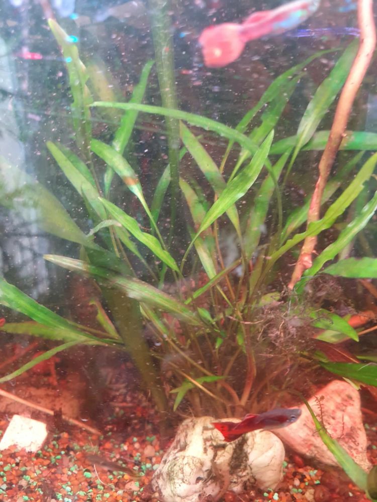 plante aquatique 2 89000 Auxerre