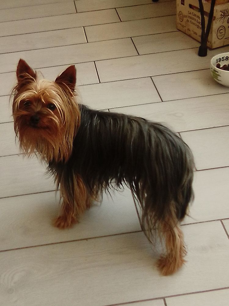 YORK 150 16230 Sainte-colombe