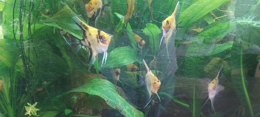 Scalaires 0 74100 Annemasse