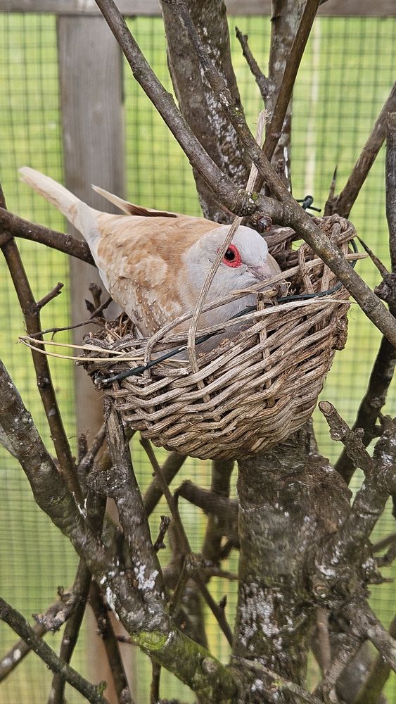 Colombes Diamant 15 17150 Mirambeau