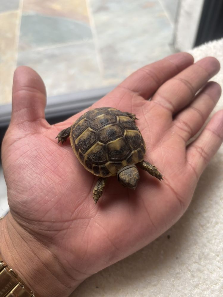 Enclos &agrave; tortue 55 34500 B�ziers