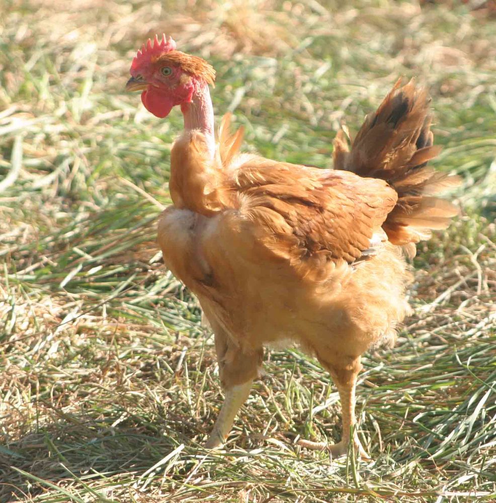 Poule cou nu 17 03470 Mon�tay-sur-loire