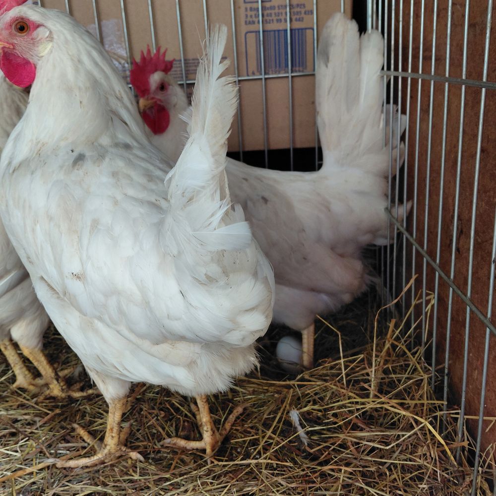 Poules pondeuses leghorn 15 03470 Mon�tay-sur-loire