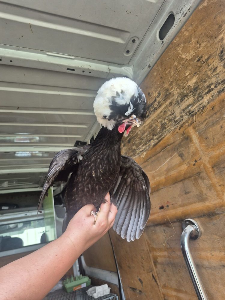 Poules hollandaises 25 03470 Mon�tay-sur-loire