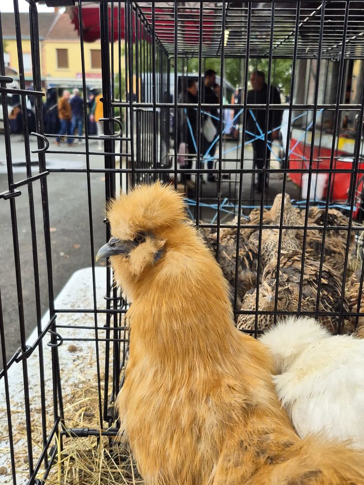 Poules soie 25 03470 Mon�tay-sur-loire