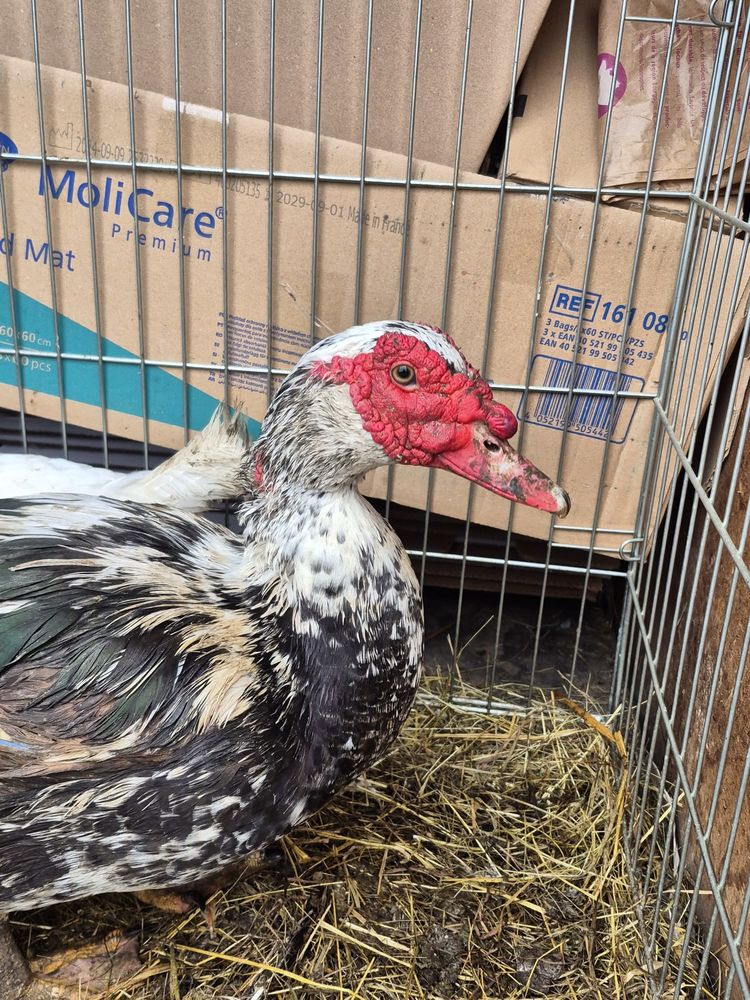 Canard de barbarie 25 03470 Mon�tay-sur-loire