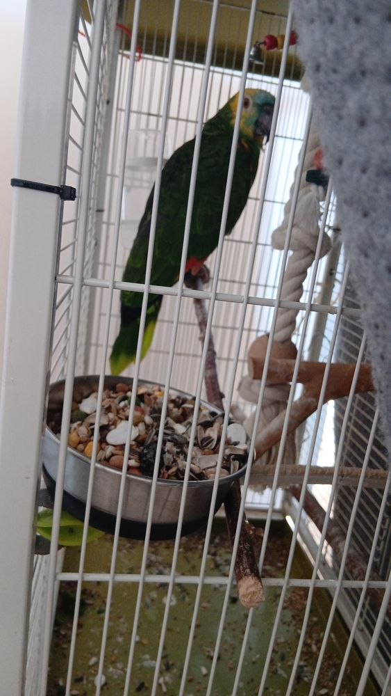 Perroquet amazone a front bleu 1300 07100 Annonay