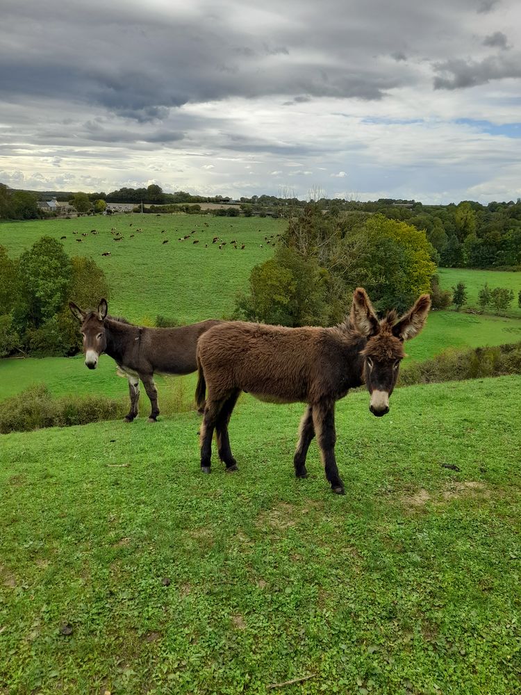 Ane normand 850 72300 Auvers-le-hamon