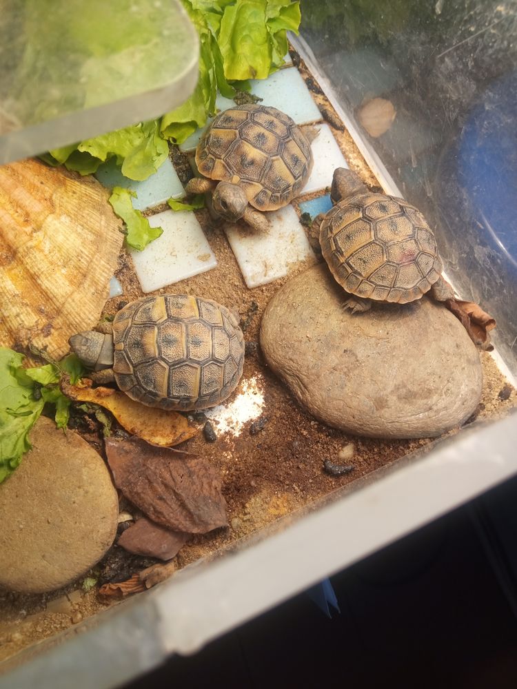 B&eacute;b&eacute;s tortues Hermann 50 30220 Aigues-mortes