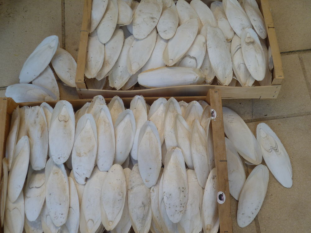 os de seiches pour oiseaux 3 77410 Claye-souilly