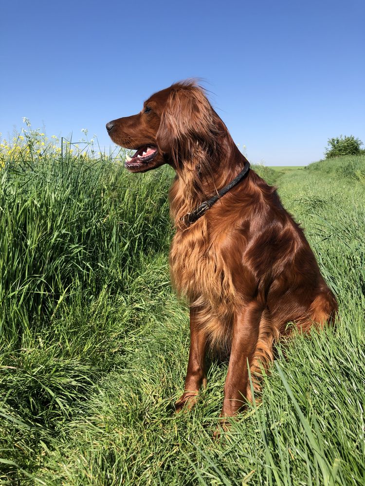 Saillie Setter Irlandais Rouge 800 60190 Estr�es-saint-denis