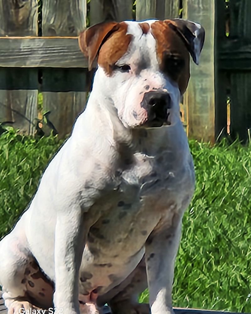 Saillie staffie 400 42155 Pouilly-les-nonains