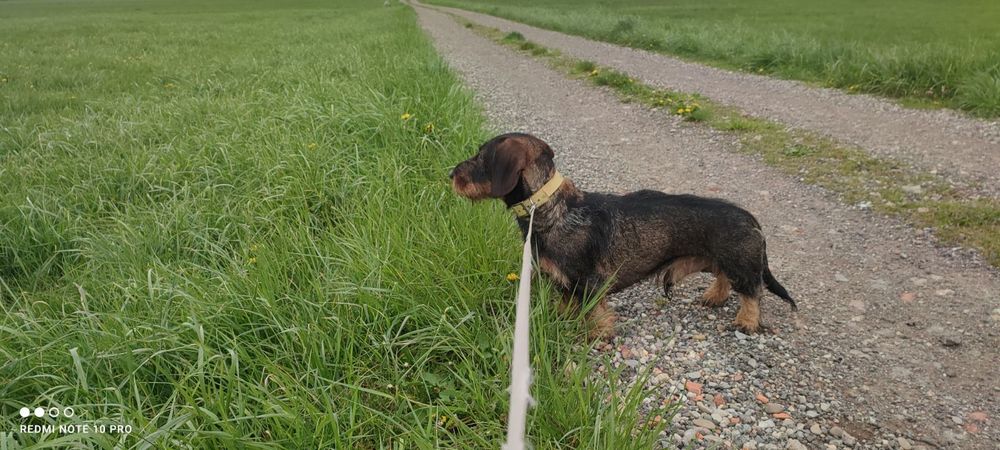 Teckel poil dur pou saillie 700 67170 Krautwiller