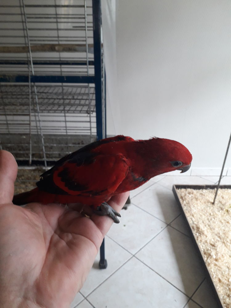  Lori &eacute;carlate femelle Bagu&eacute; 25 - Lori a front rouge m&acirc;le 400 24110 Saint-l�on-sur-l'isle