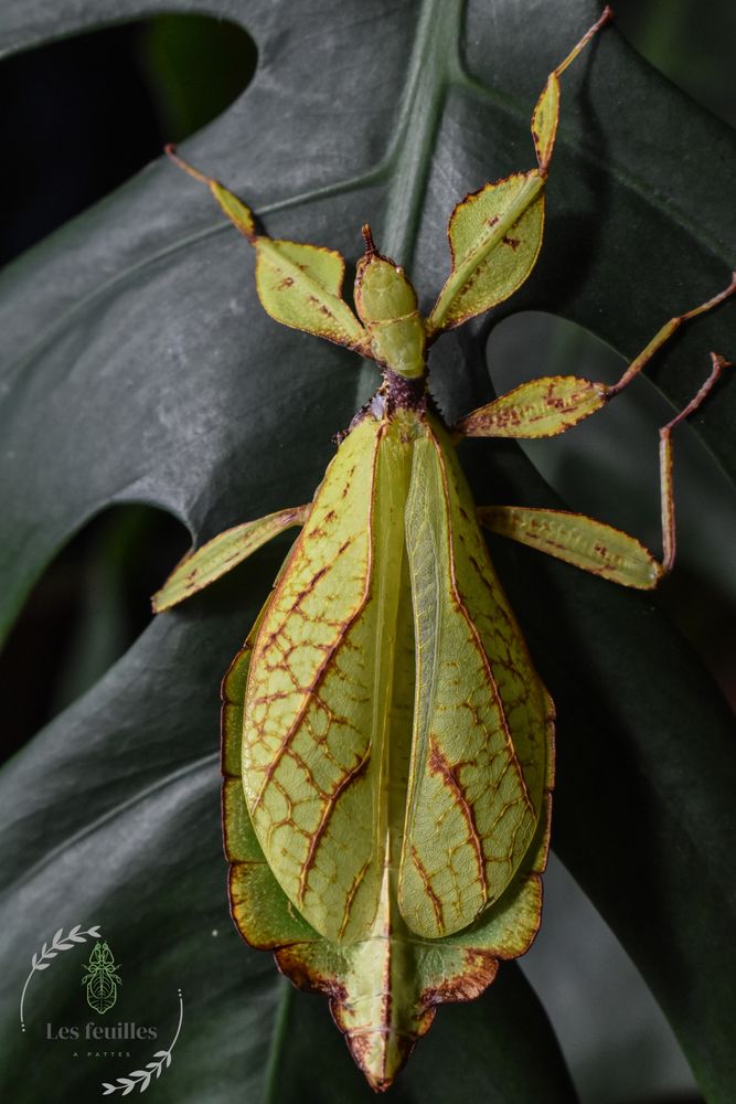 Lot d'oeufs Phyllium philippinicum 12 71130 Gueugnon