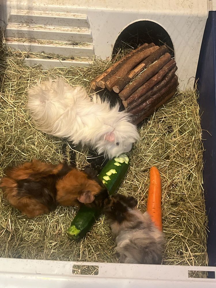 2 cochons d'inde (m&egrave;re et fils) (le blanc est d&eacute;c&eacute;d&eacute;) 100 93430 Villetaneuse