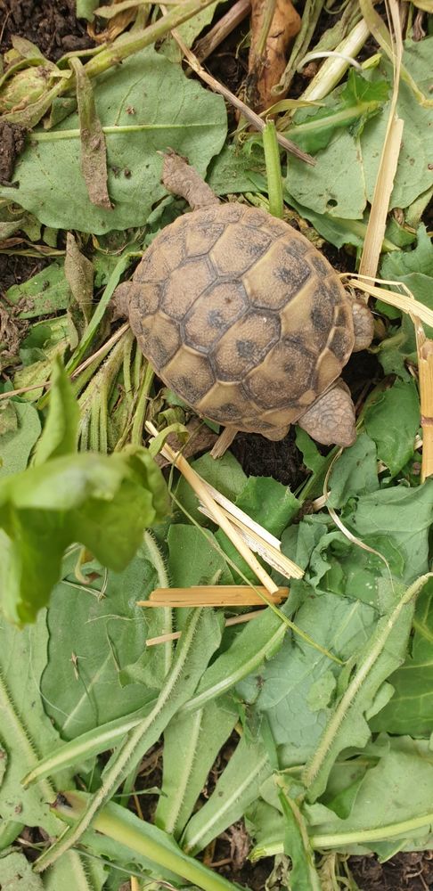 Tortue de terre 40 13390 Auriol