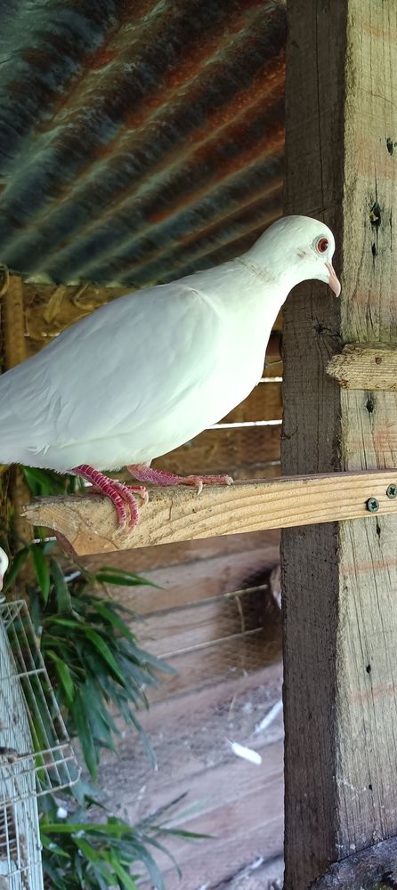 Colombe 8 56200 La gacilly