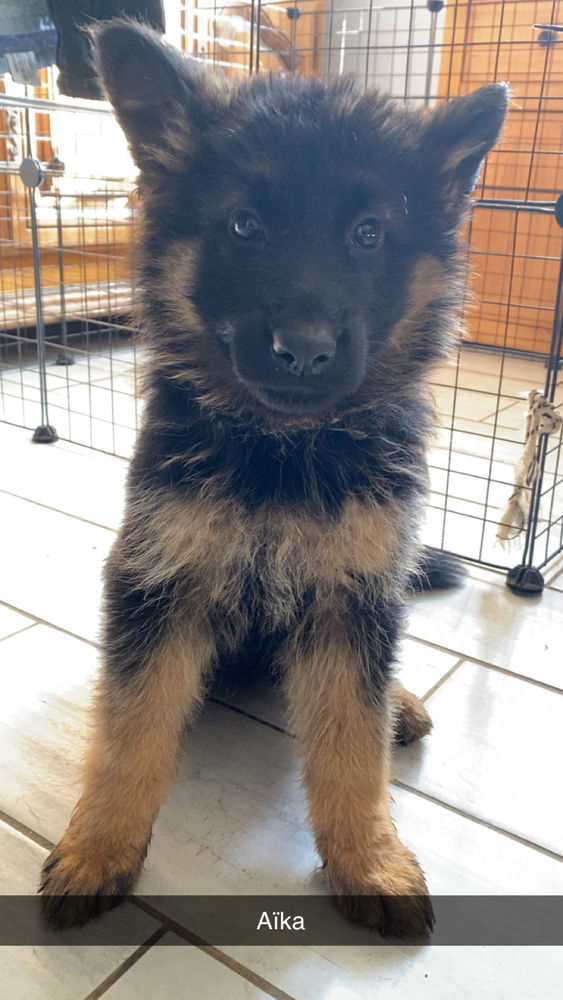 Chiots berger allemand 1500 22150 Gausson