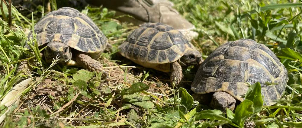 b&eacute;b&eacute;s Hermann hermanni 3 ans 90 13090 Aix-en-provence