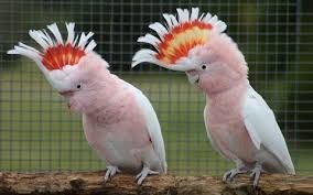 Couple Leadbeter 7500 46340 Salviac