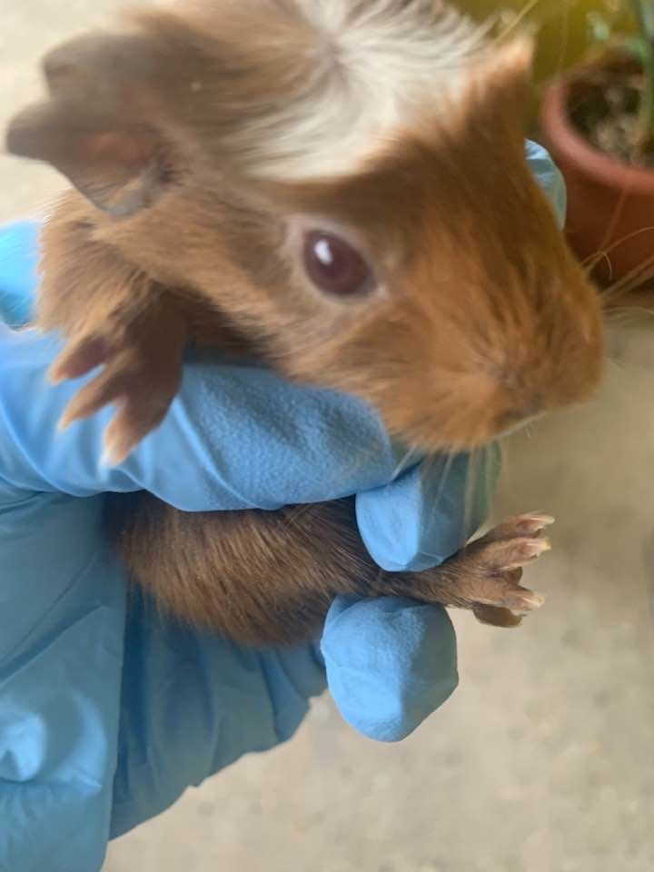 b&eacute;b&eacute;s cochons d'inde sevr&eacute;s 25 80820 Arrest