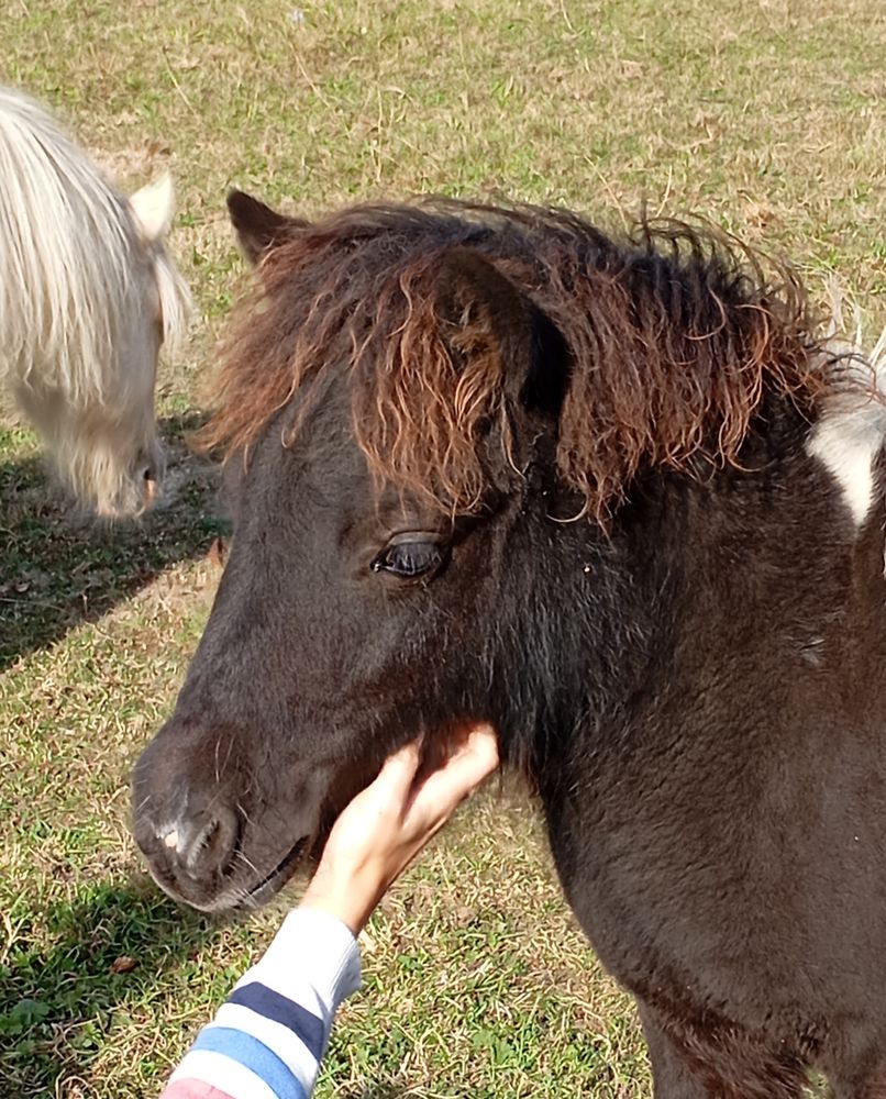 Shetland pp 1200 14100 Marolles