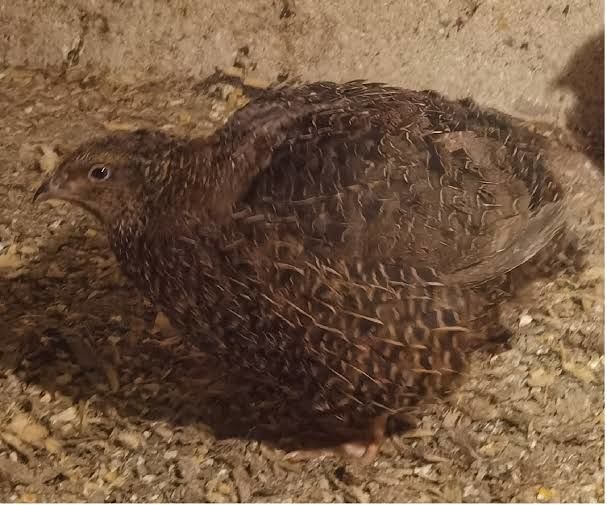 jeune m&acirc;le cailles 6 mois 10 69620 Sainte-paule