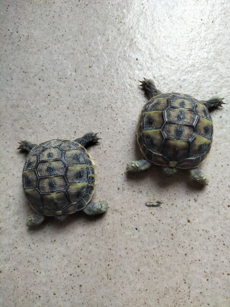 tortues de terre 40 13011 Marseille